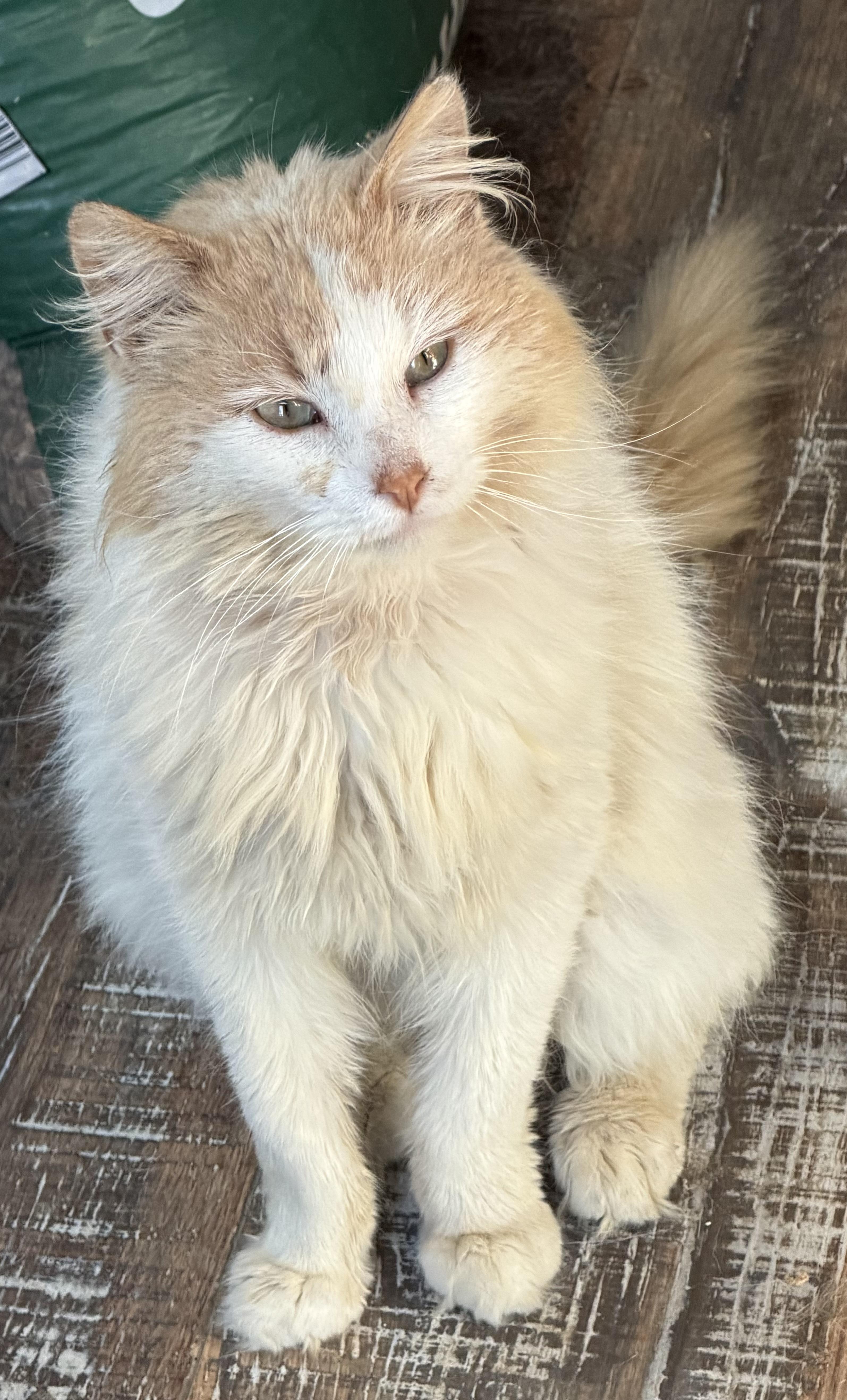 Garfunkel thumbnail 3