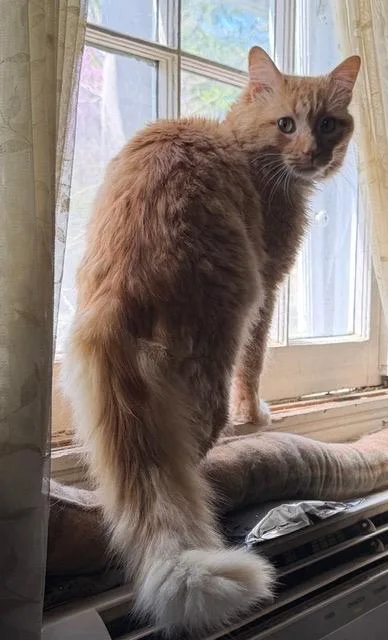 Garfunkel thumbnail 4