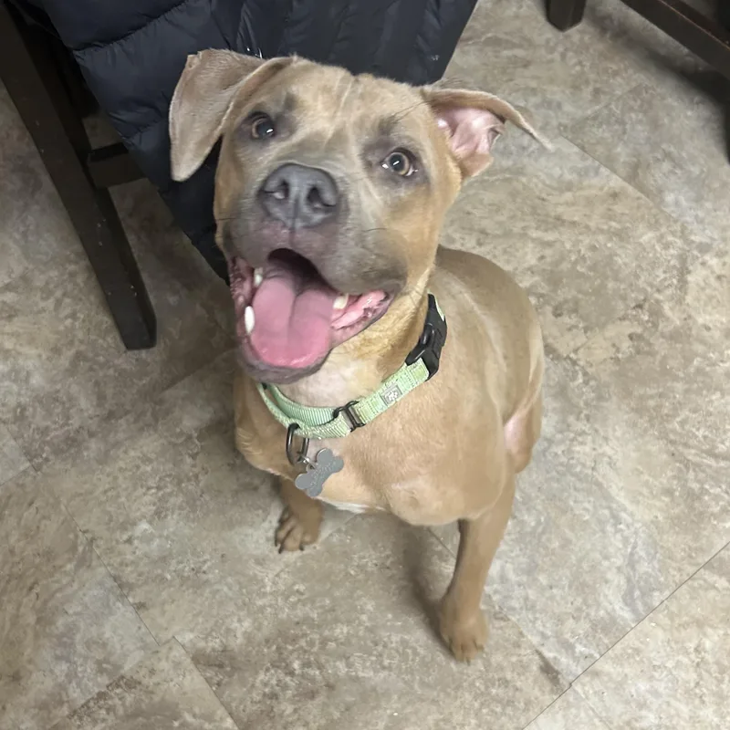 Scooby Doo thumbnail 4