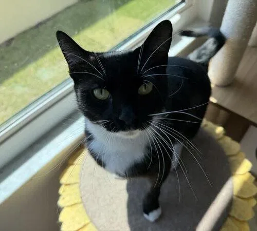 A baby medium-sized female Black & White / Tuxedo Domestic Short Hair cat named Mochi for adoption in Tampa, FL