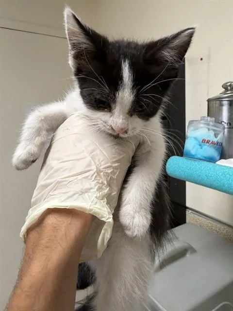 A baby small-sized male Domestic Short Hair cat named Tuxedo for adoption in Riverside, CA