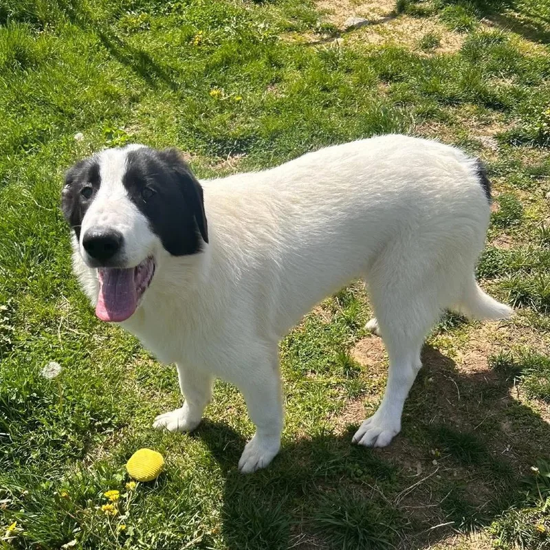 A baby medium-sized male White / Cream Rough Collie dog named Einstein for adoption in Waynesboro, PA