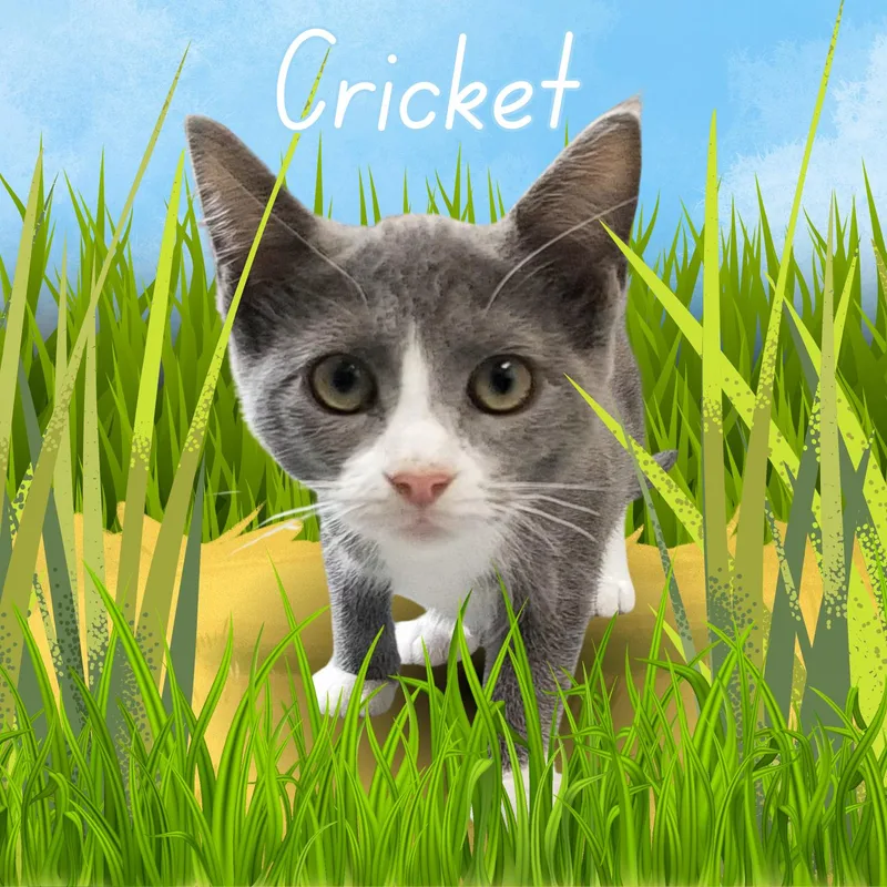 Cricket thumbnail 2