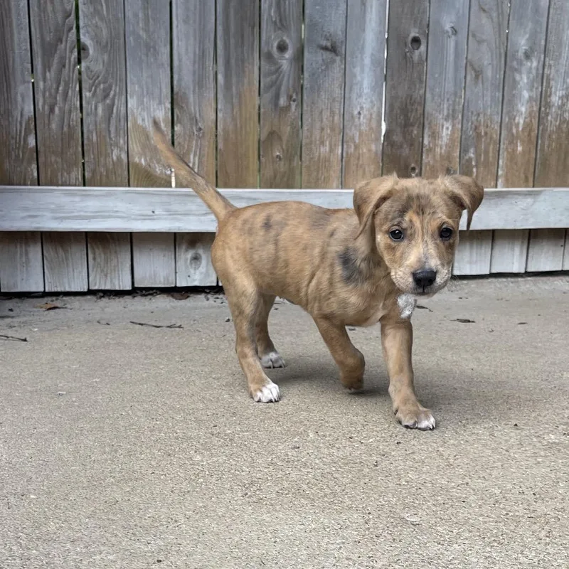 A baby small-sized female Yellow / Tan / Blond / Fawn Mixed Breed dog named Cyan for adoption in Tulsa, OK