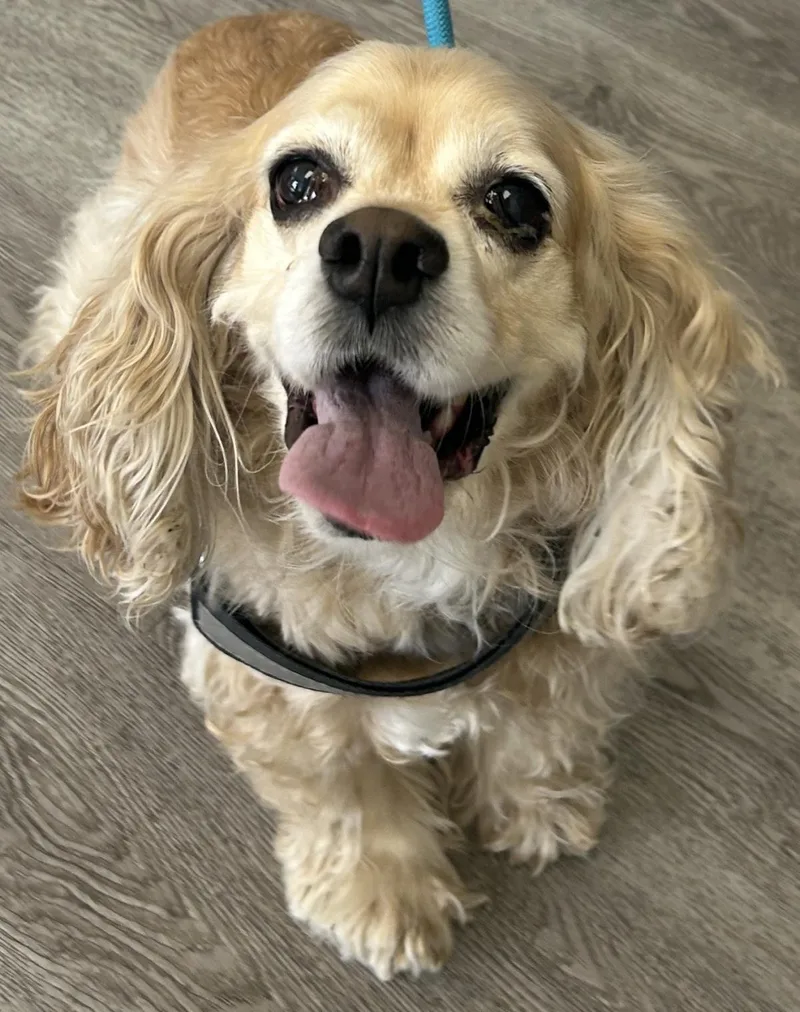 A senior medium-sized female Cocker Spaniel dog named Tegan for adoption in Westminster, MD
