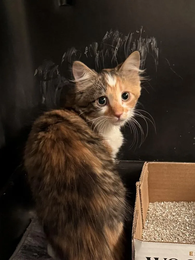A baby medium-sized female Domestic Medium Hair cat named Catamaran for adoption in Bolivar, MO