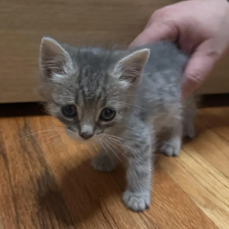 A baby medium-sized male Gray / Blue / Silver Domestic Short Hair cat named Grayson for adoption in Moriches, NY
