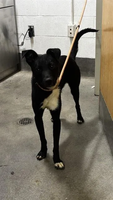A young large-sized male Labrador Retriever dog named Cypress for adoption in Upper Marlboro, MD
