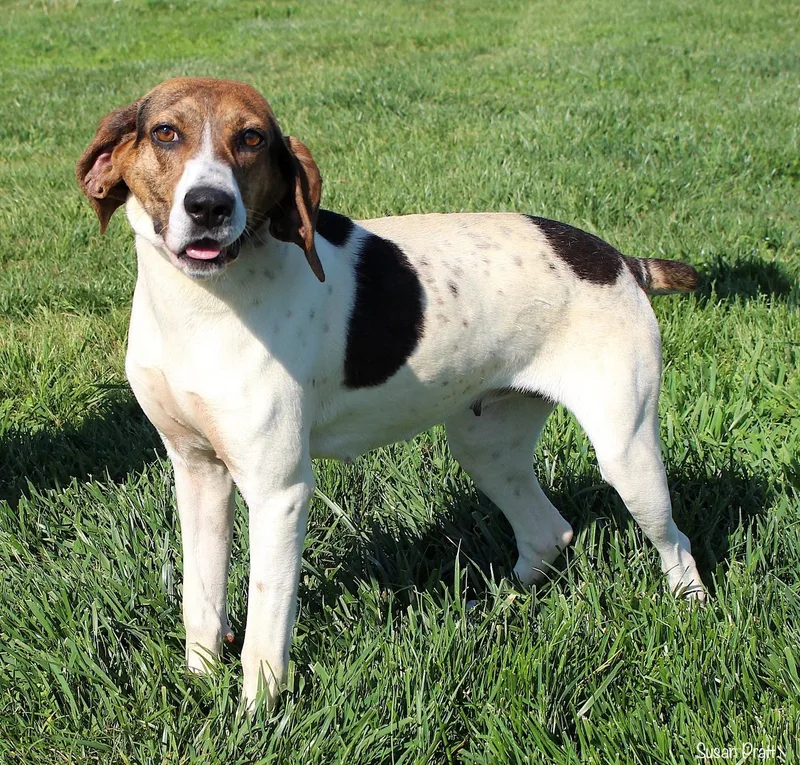 An adult medium-sized female Tricolor (Brown, Black, & White) Treeing Walker Coonhound dog named Alani for adoption in Bedford, VA