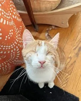 A young medium-sized female Orange / Red Domestic Short Hair cat named Tilly for adoption in San Francisco, CA