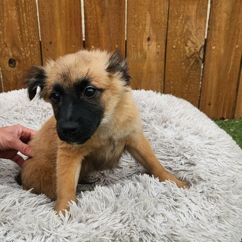 Chubby Ka thumbnail 2