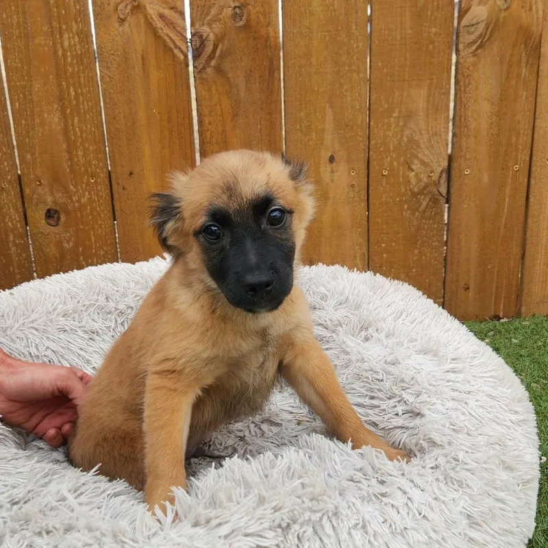 Chubby Ka thumbnail 3