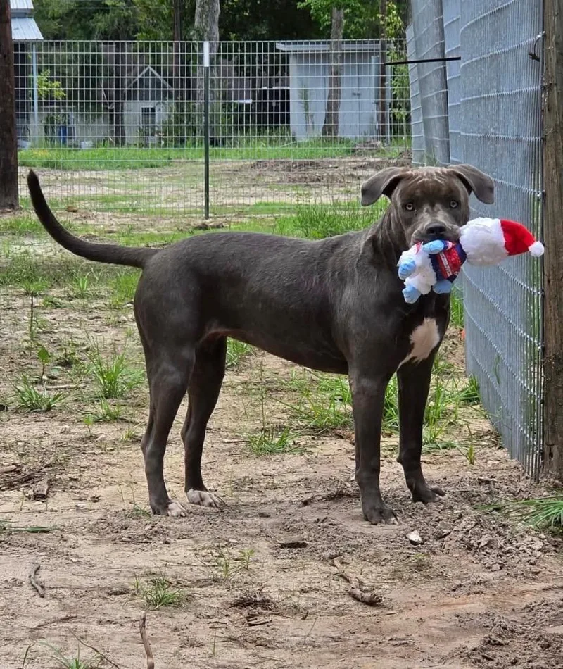 A young medium-sized female American Staffordshire Terrier dog named Caroline for adoption in Waynesville, GA