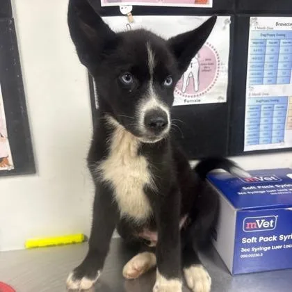 A baby large-sized male Husky dog named Neptune for adoption in Morton Grove, IL