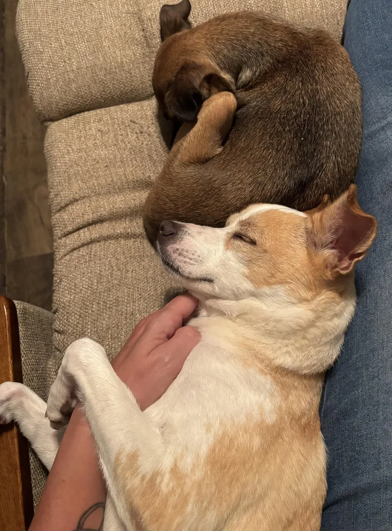 A young small-sized female White / Cream Italian Greyhound dog named Bailey for adoption in Gilbert, AZ