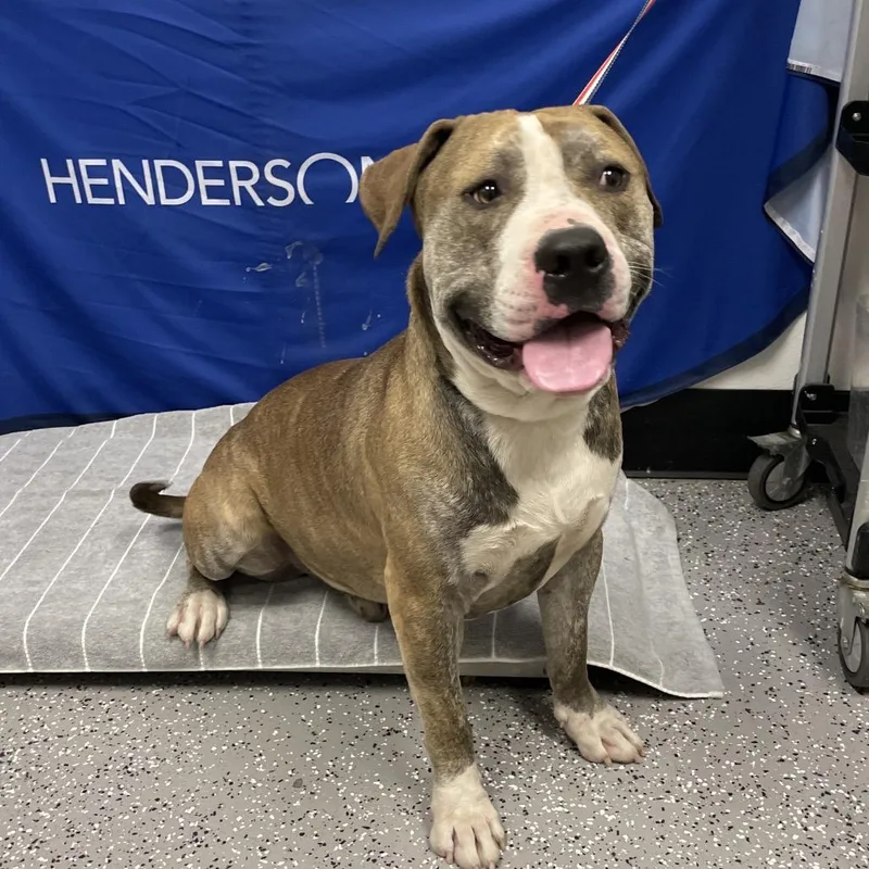 An adult large-sized male Gray / Blue / Silver Pit Bull Terrier dog named HACCStray for adoption in Henderson, NV