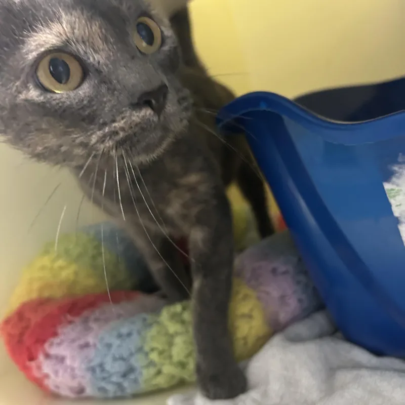 A young medium-sized female Dilute Tortoiseshell Domestic Short Hair cat named Oasis for adoption in Charleston, SC