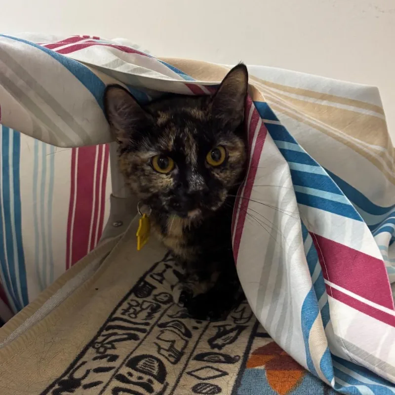 An adult medium-sized female Tortoiseshell Domestic Short Hair cat named Angel for adoption in Springfield, MA