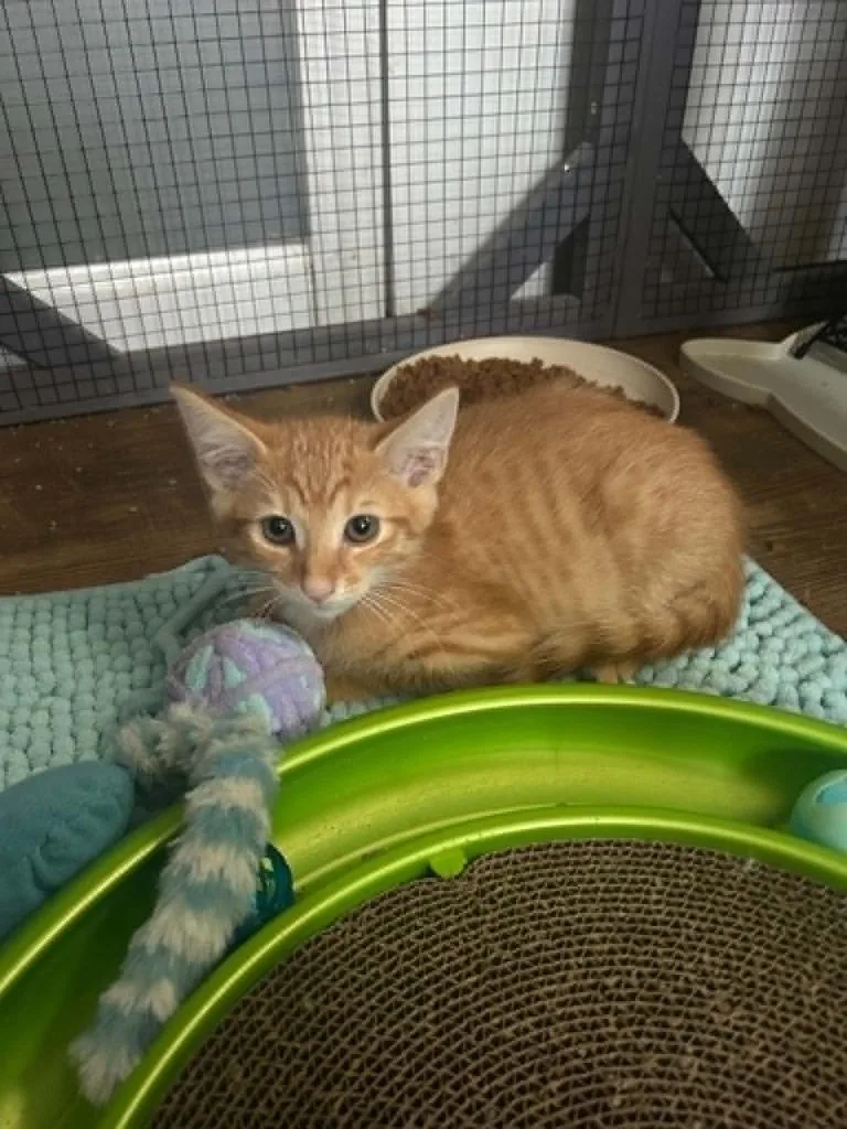 A baby medium-sized male Domestic Short Hair cat named Creamsicle for adoption in Hamilton, OH