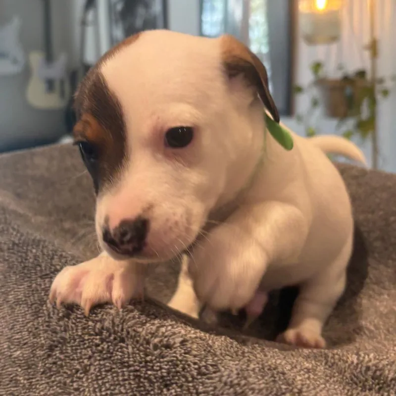 A baby small-sized female White / Cream Jack Russell Terrier dog named Chungus for adoption in Staten Island, NY