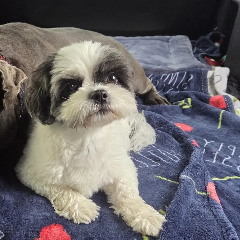An adult small-sized female White / Cream Shih Tzu dog named Sophia for adoption in Zephyrhills, FL