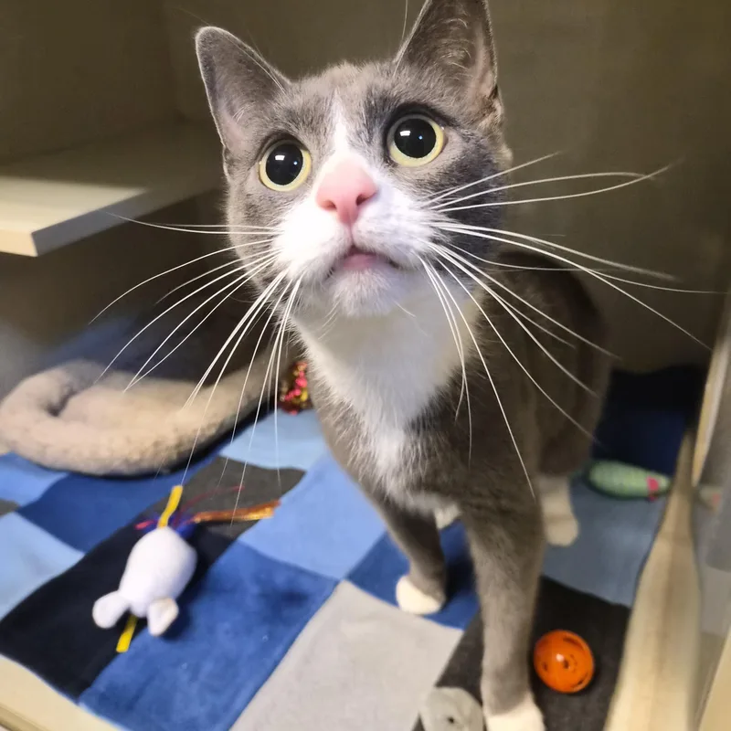 An adult medium-sized female Gray & White Domestic Short Hair cat named Nala for adoption in Cornelius, NC