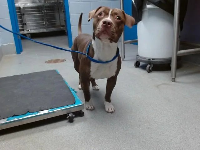 An adult medium-sized male Pit Bull Terrier dog named El Chapo for adoption in Albuquerque, NM