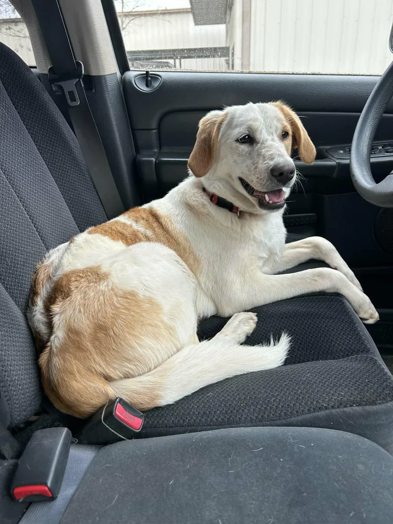 A young medium-sized female Labrador Retriever dog named Sadi for adoption in Townville, SC