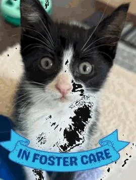 A baby small-sized female Domestic Short Hair cat named Gidget for adoption in Largo, FL