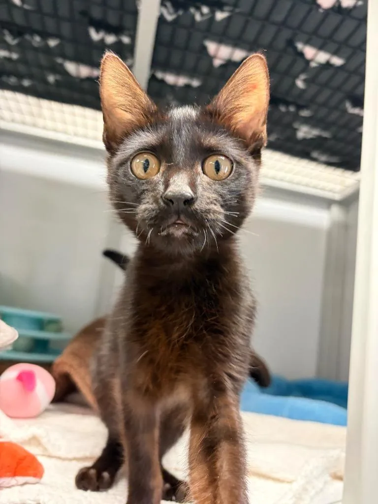 A baby medium-sized male Domestic Short Hair cat named Criket for adoption in Peoria, AZ
