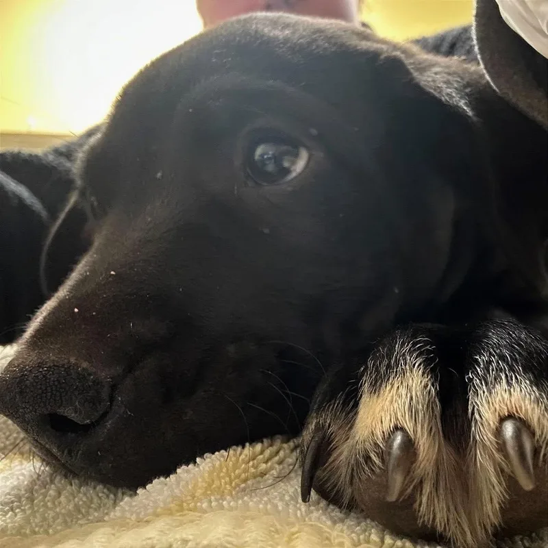 A baby small-sized male Black Mixed Breed dog named Tomato for adoption in Asheville, NC