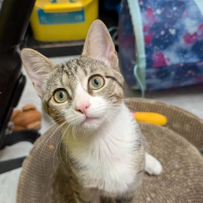 A young small-sized female Gray / Blue / Silver Domestic Short Hair cat named Iris for adoption in League City, TX