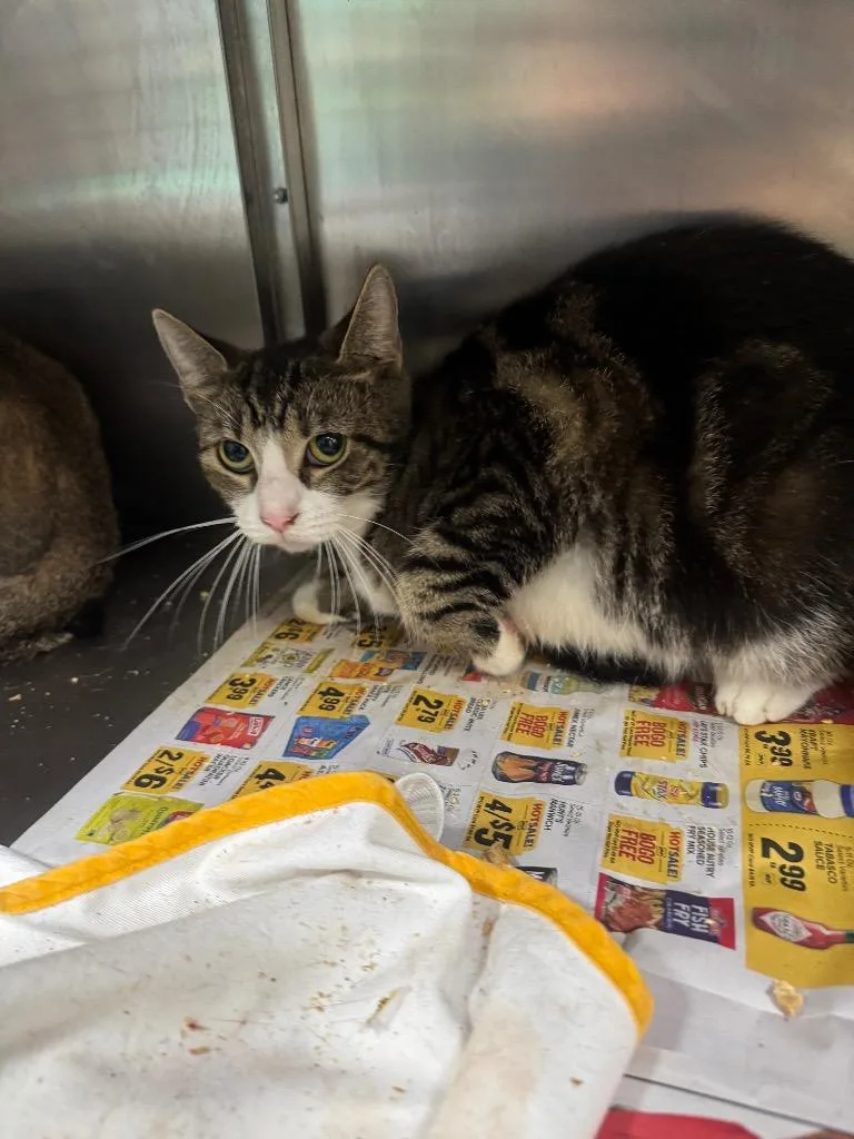 An adult small-sized female Domestic Short Hair cat named Demelsa for adoption in Chickamauga , GA