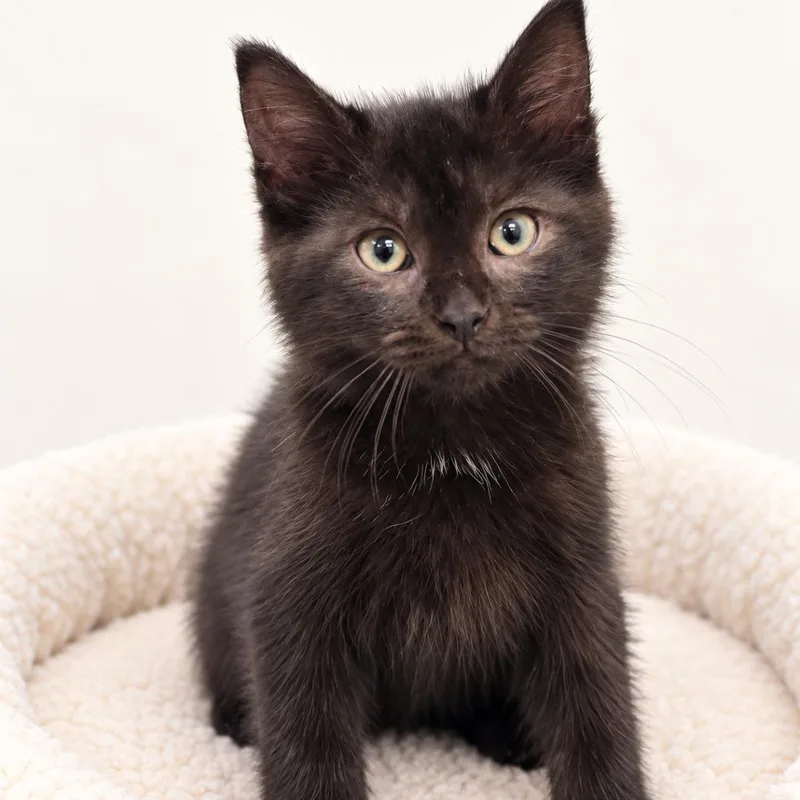 A baby small-sized female Black Domestic Long Hair cat named Missy for adoption in Redwood Falls, MN