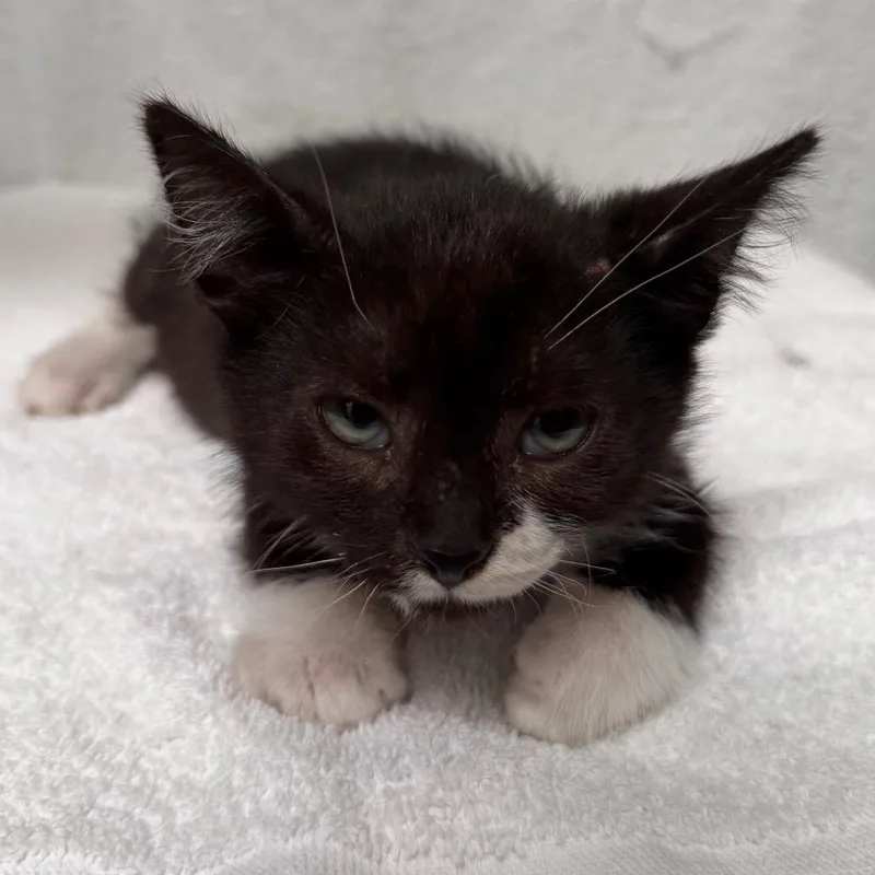 A baby small-sized male Black Domestic Short Hair cat named Share Bear for adoption in Hawthorne, CA