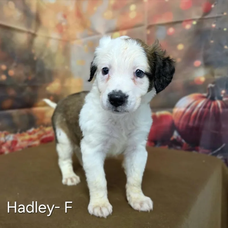A baby medium-sized female Australian Shepherd dog named Hadley for adoption in Griswold, CT