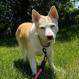A senior medium-sized female Red / Chestnut / Orange Mixed Breed dog named Gigi for adoption in Rensselaer, NY