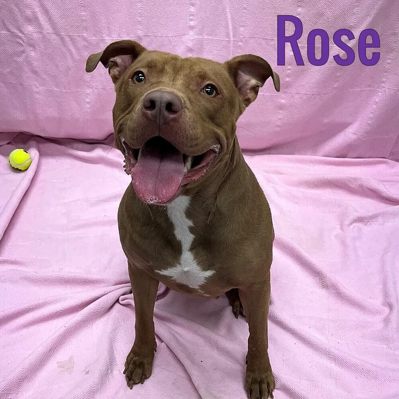 An adult medium-sized female Pit Bull Terrier dog named Rose for adoption in Pleasantville, NJ