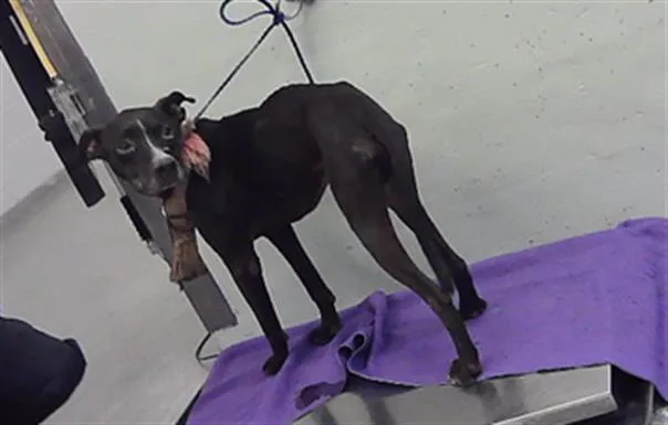 An adult large-sized male Staffordshire Bull Terrier dog named Gatsby for adoption in Houston, TX