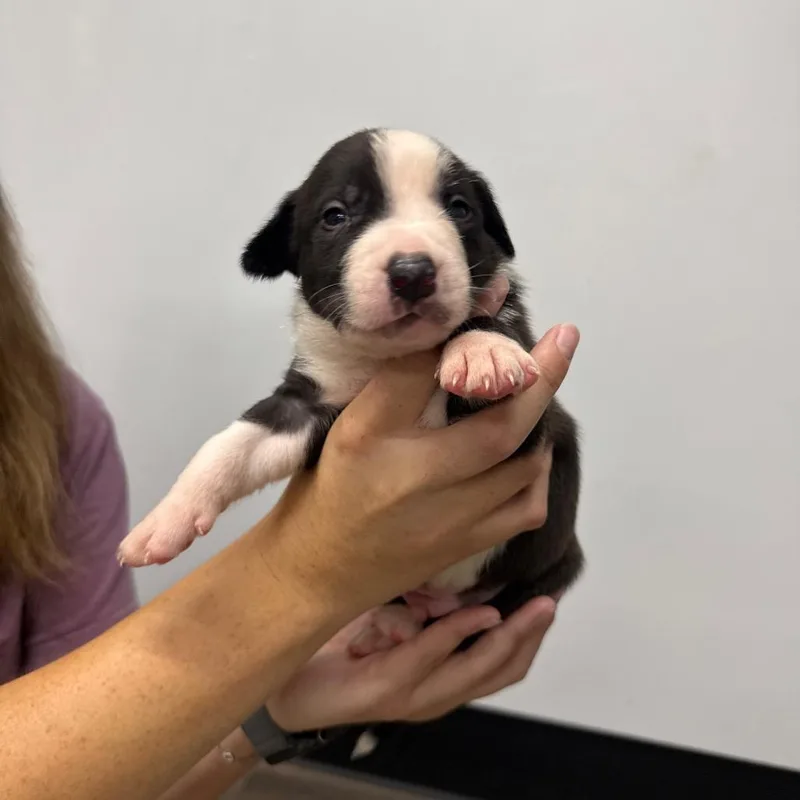 A baby small-sized male Pit Bull Terrier dog named Logan for adoption in Fulton, MO