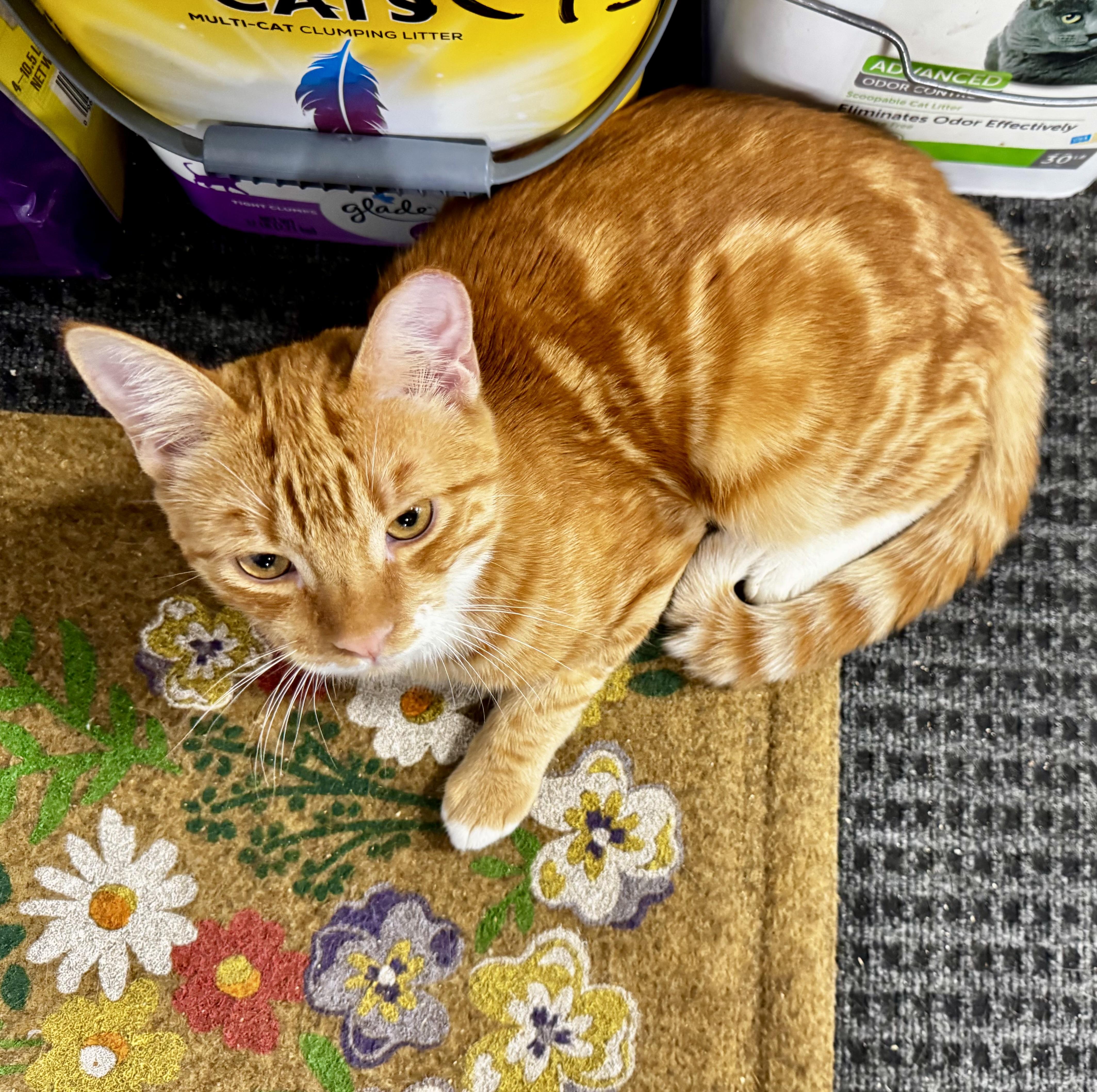 A young medium-sized male Orange / Red Domestic Short Hair cat named Cider for adoption in San Jose, CA