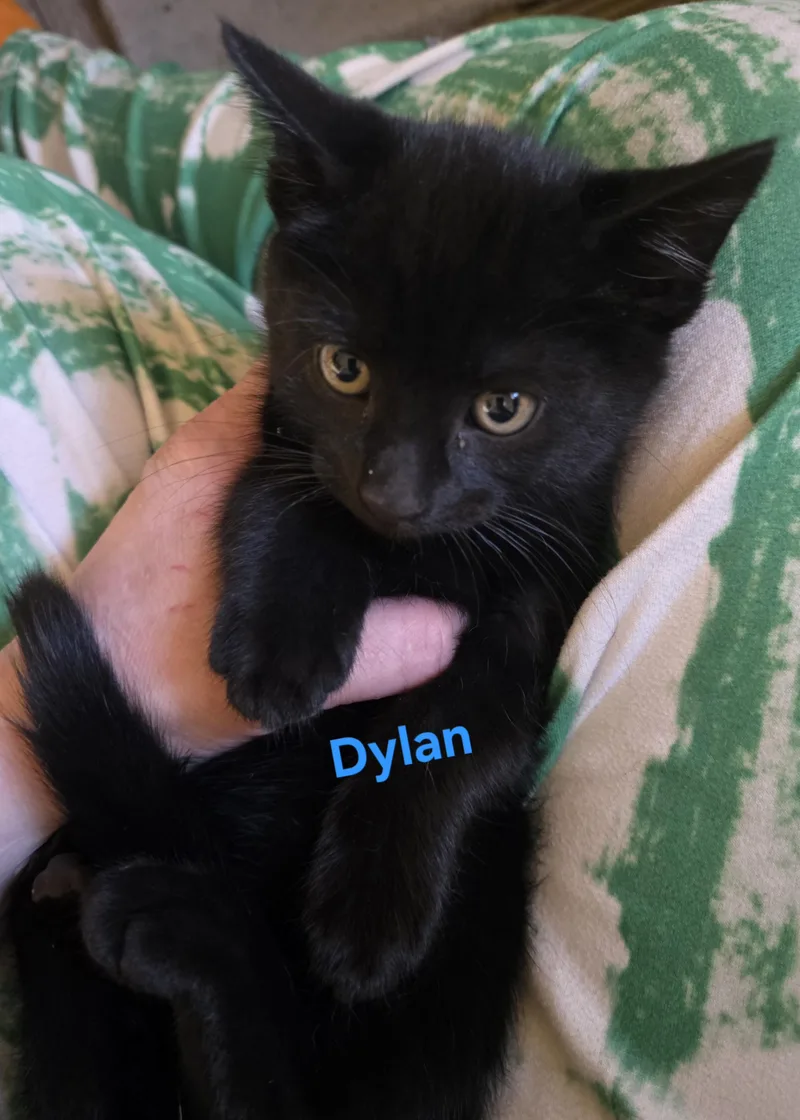 A baby medium-sized male Black Domestic Short Hair cat named Dylan for adoption in Jamesville, NY