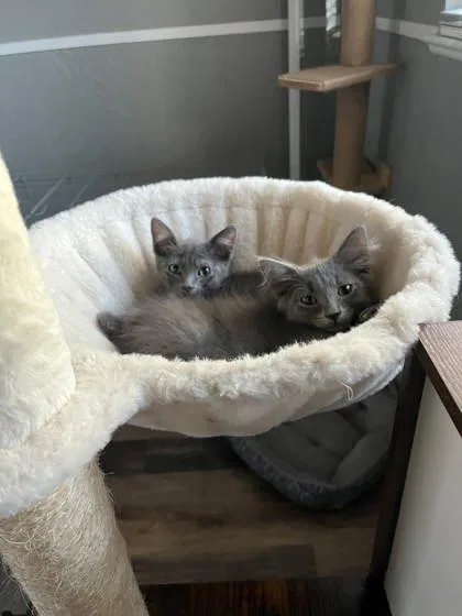 A baby small-sized male Domestic Medium Hair cat named Dean for adoption in Visalia, CA