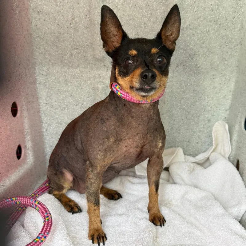 A baby small-sized female Brown / Chocolate Chihuahua dog named Barbie for adoption in Newark, NJ