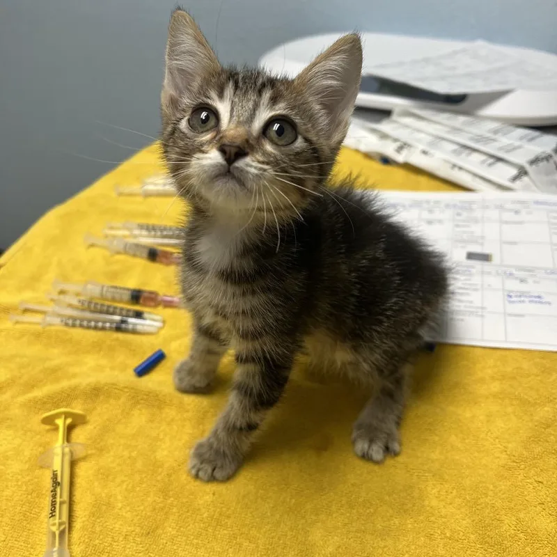 A baby small-sized male Brown / Chocolate Domestic Short Hair cat named Naveen for adoption in Riverside, CA