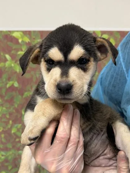 A young small-sized female Shepherd dog named Harper for adoption in San Antonio, TX
