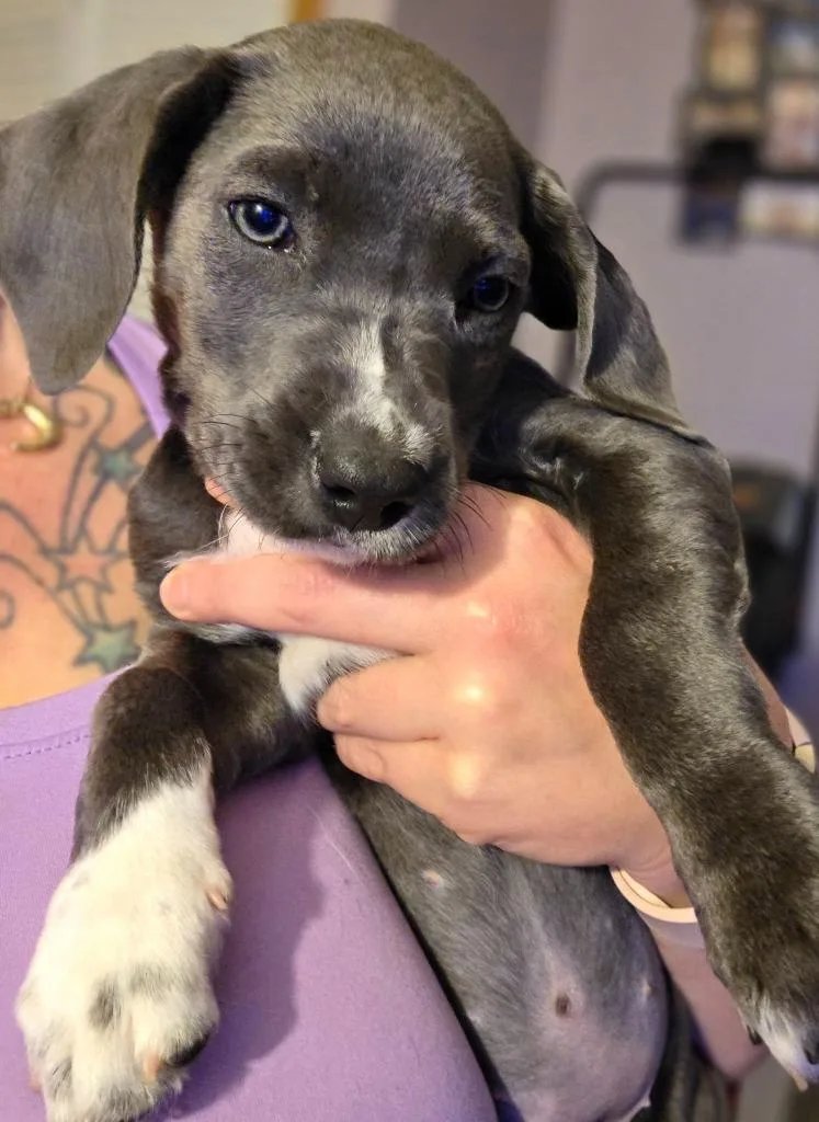 A baby medium-sized female Labrador Retriever dog named Moon $ for adoption in Milwaukee, WI