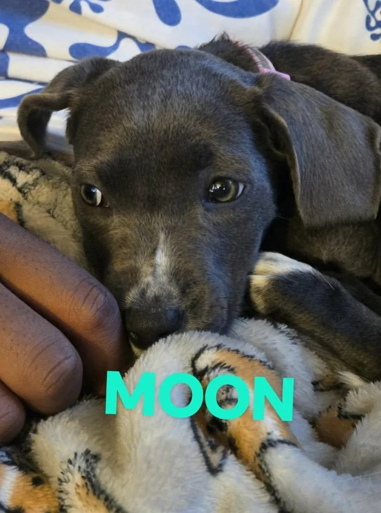 Moon $ thumbnail 4