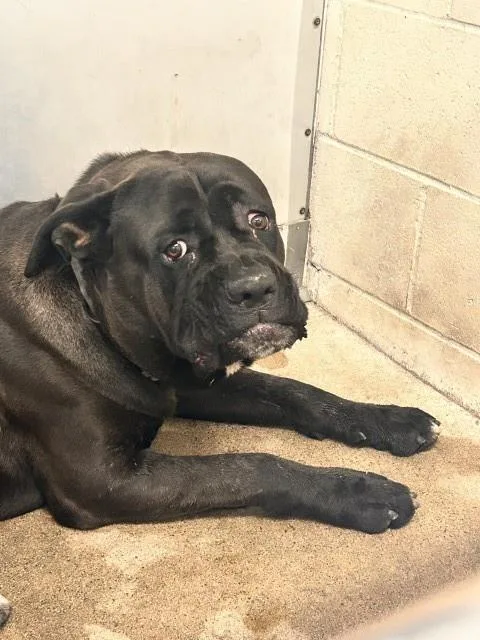 An adult large-sized male Cane Corso dog named Stewart for adoption in San Bernardino, CA