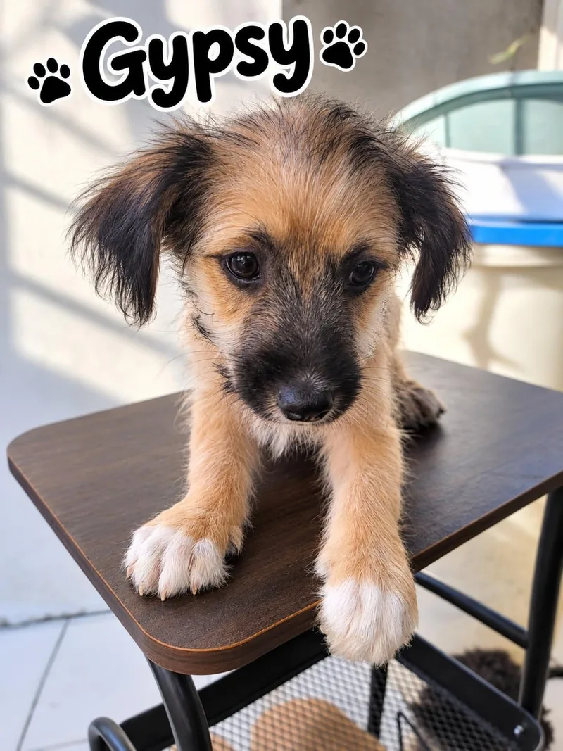 A baby small-sized female Terrier dog named Gypsy for adoption in Poway, CA